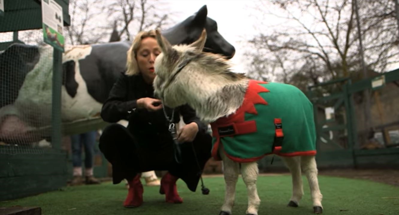 Δείτε το πιο κοντό γαϊδουράκι στον κόσμο που έχει γίνει viral– ΒΙΝΤΕΟ
