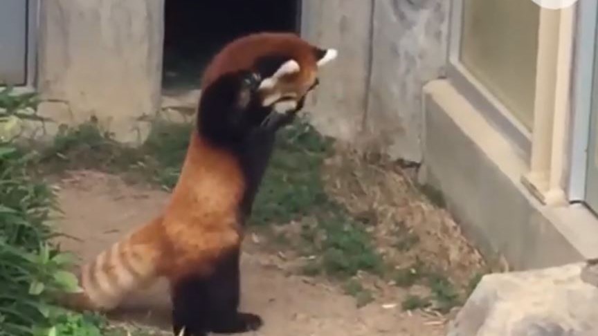 Μία πέτρα… τρομοκρατεί ένα κόκκινο πάντα και γίνεται viral- ΒΙΝΤΕΟ