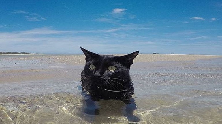 Δεν σιχαίνονται όλες οι γάτες το νερό και ιδού η απόδειξη- ΒΙΝΤΕΟ