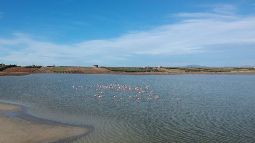 Φλαμίνγκο…βολτάρουν “χαλαρά” στη Χαλκιδική