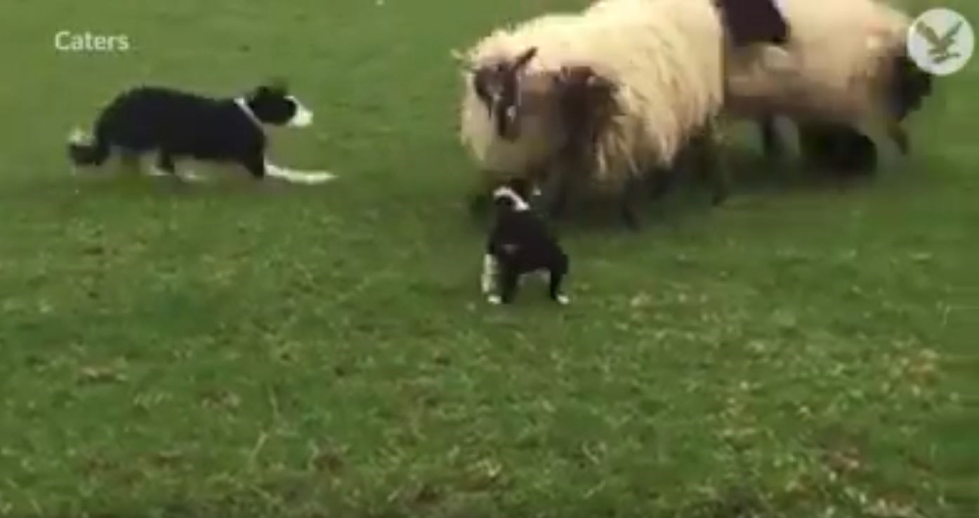 Τσοπανόσκυλο κουτάβι πηγαίνει πρώτη μέρα στη… δουλειά – ΒΙΝΤΕΟ