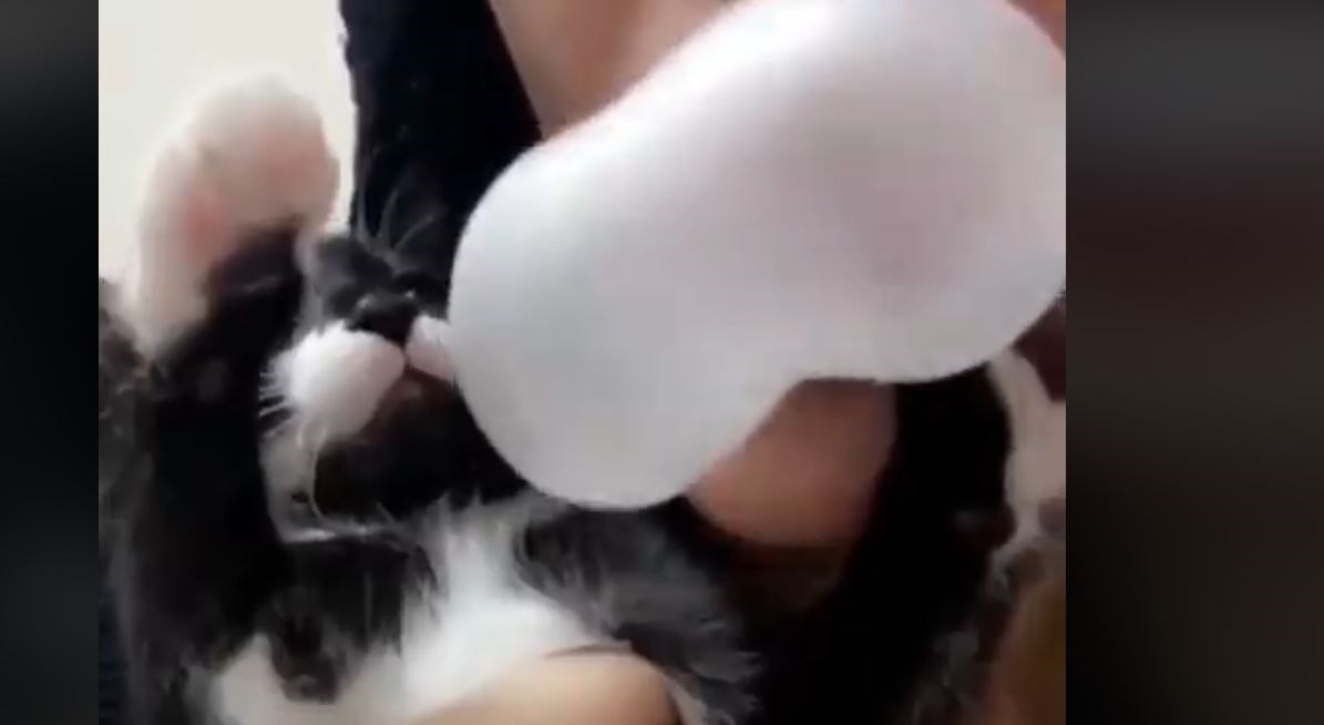 Αυτή η γάτα ενοχλείται μόνο με… τσιχλόφουσκες- ΒΙΝΤΕΟ