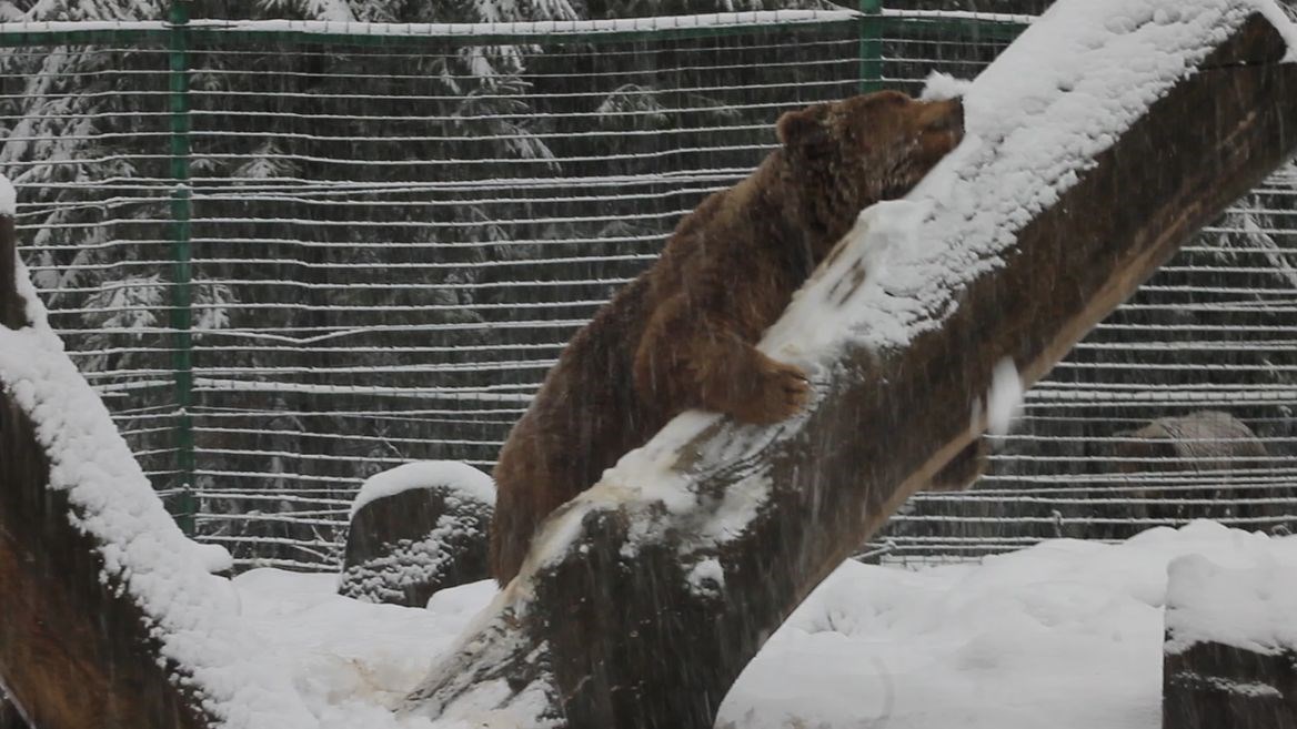 Αρκούδα παίζει ελεύθερη στο χιόνι μετά από 20 χρόνια σε κλουβί – ΒΙΝΤΕΟ