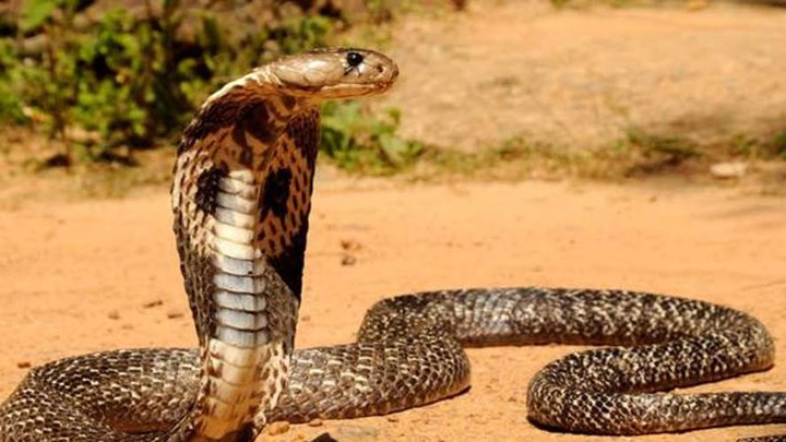 14χρονος πέθανε από το δάγκωμα της κόμπρας που… είχε ως κατοικίδιο