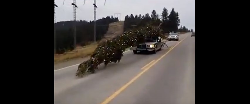 Είπε να στολίσει ένα… δεντράκι για το καλό φέτος – Δείτε τι τράβηξε – ΒΙΝΤΕΟ