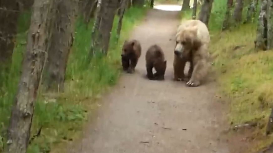 Εσείς τι θα κάνατε αν σας ακολουθούσε μία οικογένεια αρκούδων; – ΒΙΝΤΕΟ