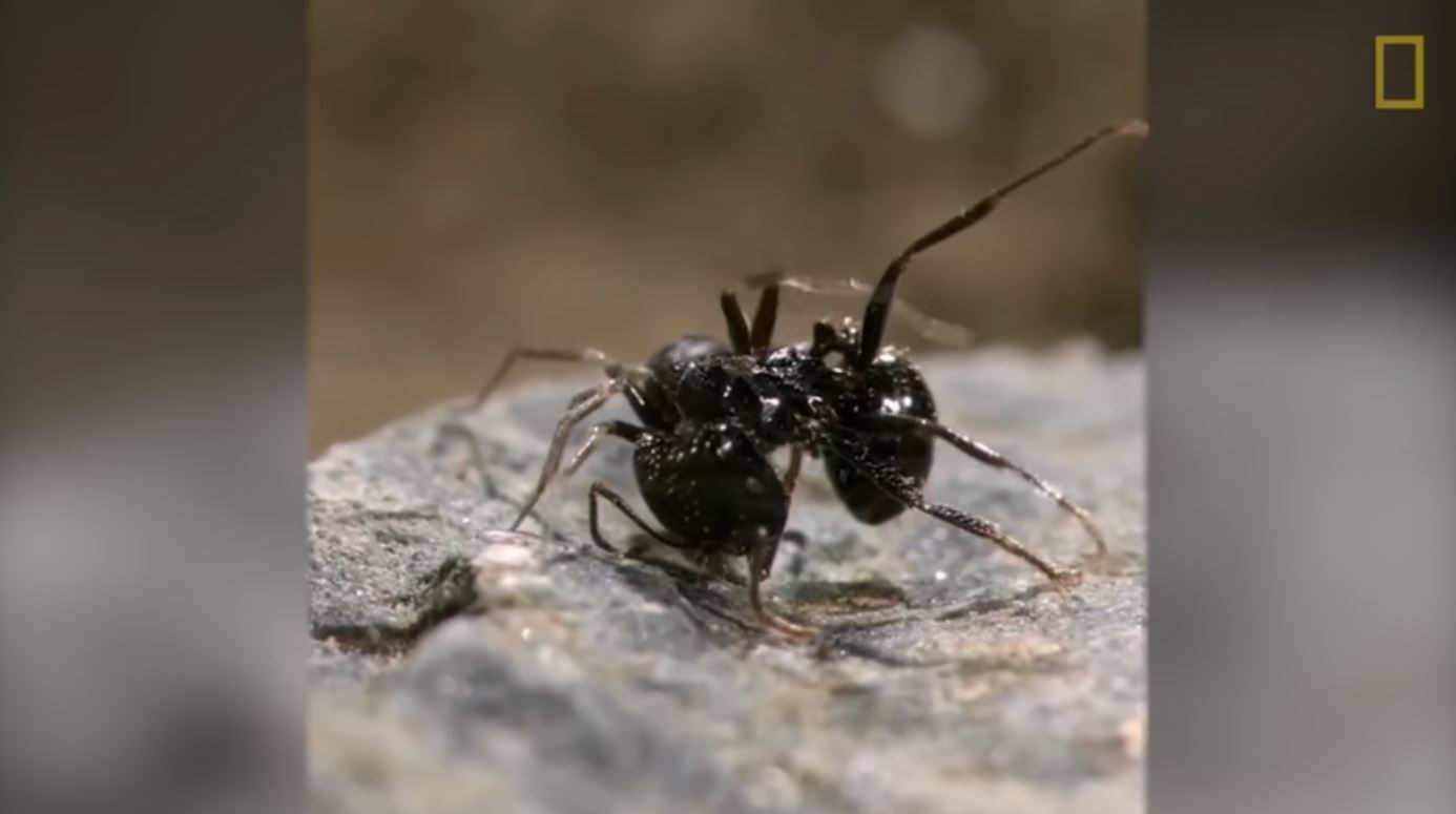 Αυτή η αράχνη φοράει τα θύματα της ως … καπέλο – ΒΙΝΤΕΟ