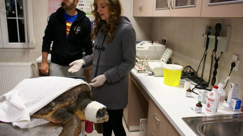 Διέσωσαν χελώνα που χτυπήθηκε με τρίαινα στο κεφάλι – ΦΩΤΟ