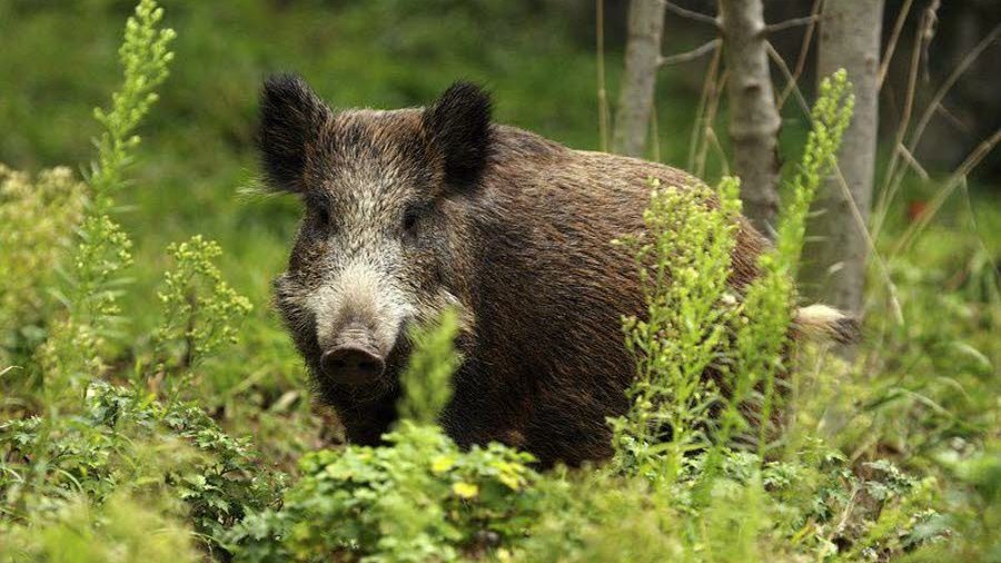 Οξύθυμο αγριογούρουνο δάγκωσε κυνηγούς που προσπάθησαν να το σώσουν