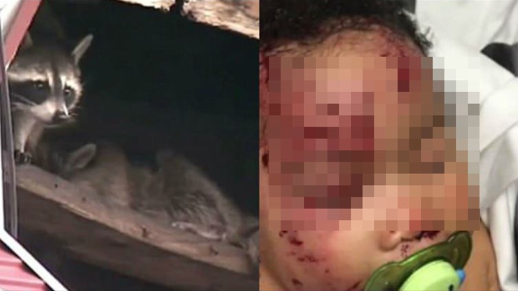 ΣΚΛΗΡΕΣ ΕΙΚΟΝΕΣ – Ρακούν μπήκε σε διαμέρισμα και επιτέθηκε σε μωρό