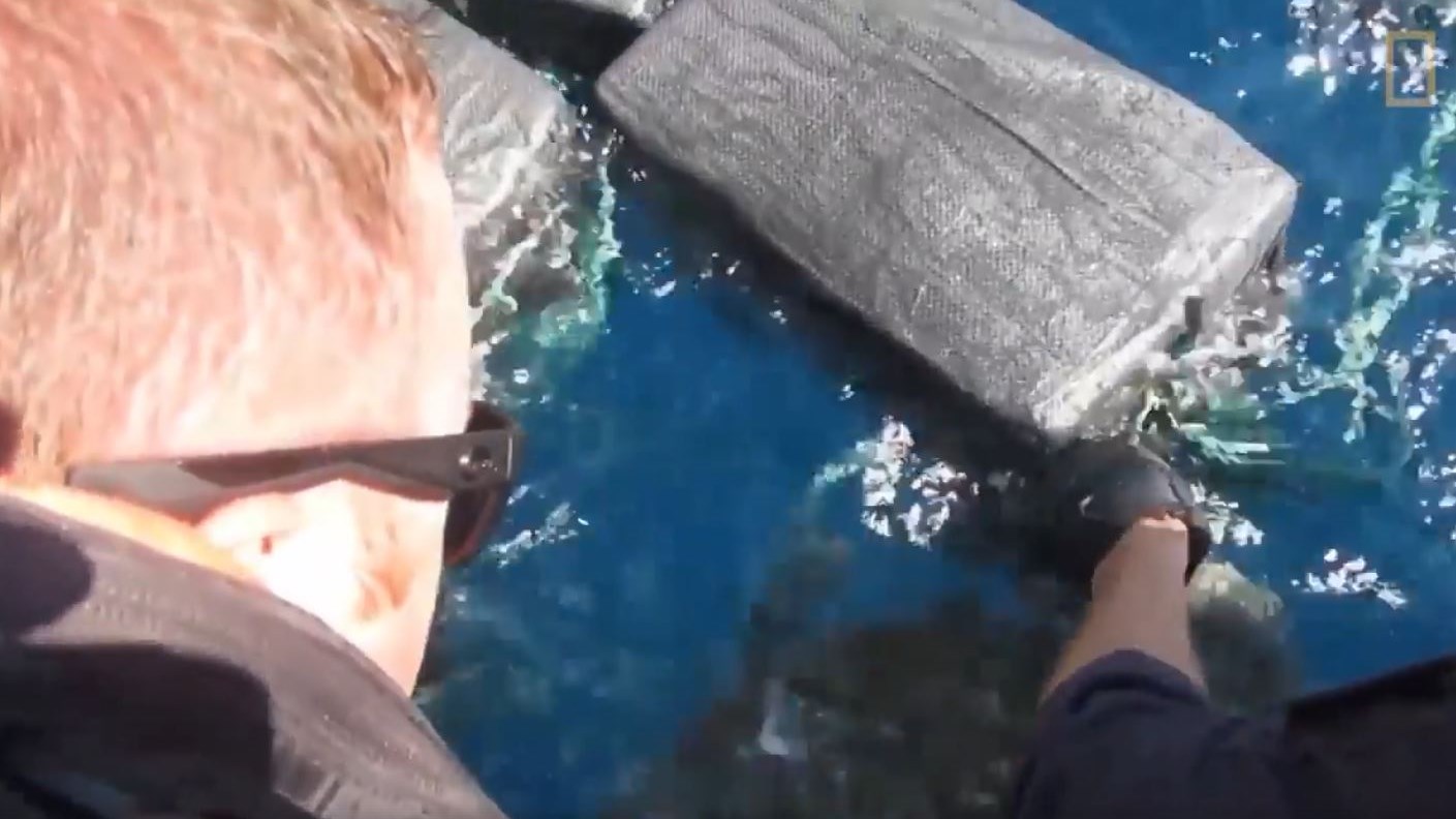 Χελώνα εγκλωβίστηκε από κοκαΐνη δεκάδων εκατομμυρίων δολαρίων – ΒΙΝΤΕΟ