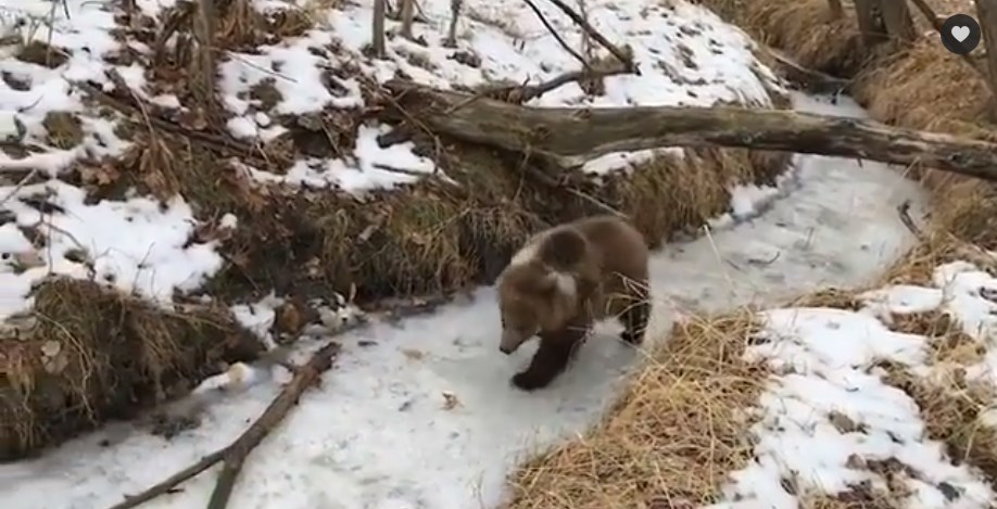 Η αρκούδα και το παγωμένο ποτάμι – ΒΙΝΤΕΟ