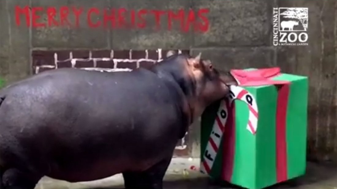 Τα πρώτα Χριστούγεννα της Φιόνας της ιπποποταμίνας – Δείτε την να ανοίγει το δώρο της – ΒΙΝΤΕΟ