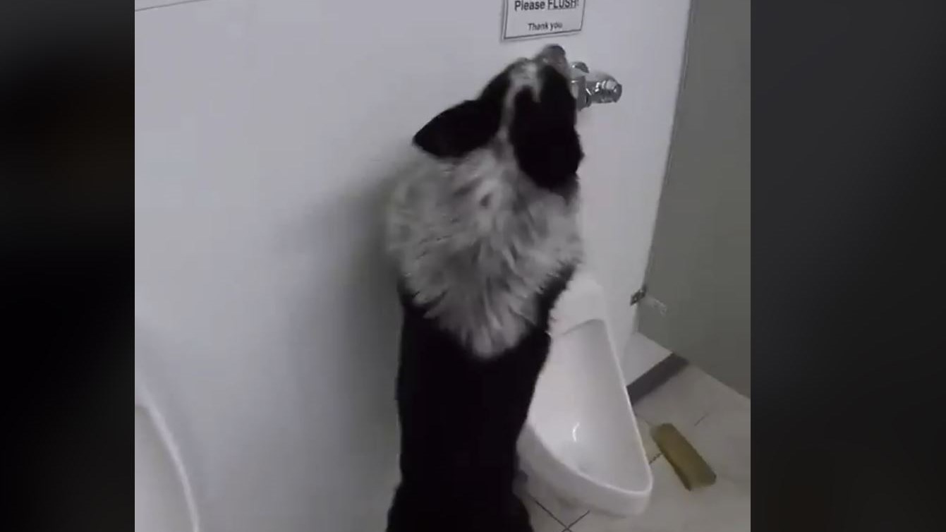 Ο σκύλος που όλοι θα ήθελαν να έχουν: Πάει στην τουαλέτα και τραβάει και το…καζανάκι – ΒΙΝΤΕΟ