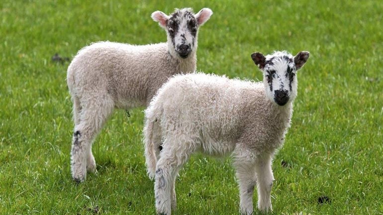 Έσφαζαν αρνιά… σε πυλωτή πολυκατοικίας στην Πάτρα