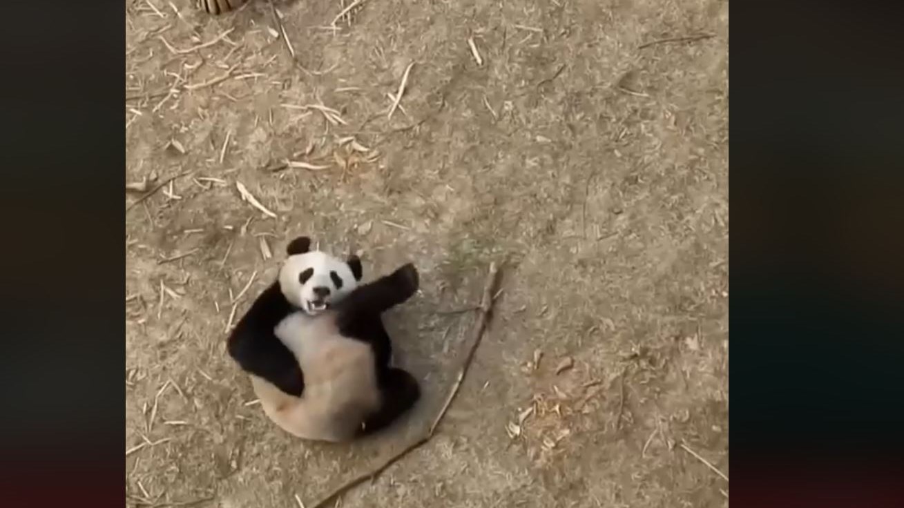 Το πάντα που λατρεύει τη γυμναστική – ΒΙΝΤΕΟ