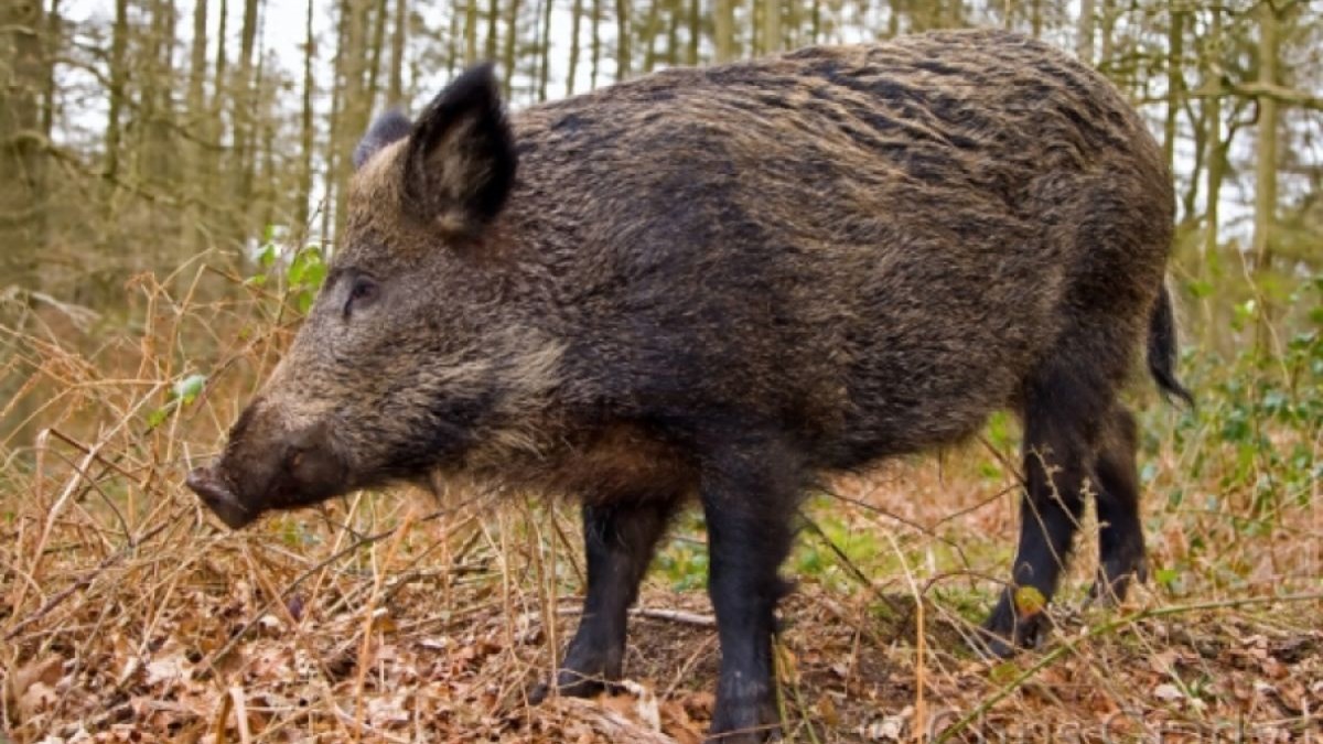 Τροχαίο για πασίγνωστο προπονητή ποδοσφαίρου – Τράκαρε με… αγριογούρουνο