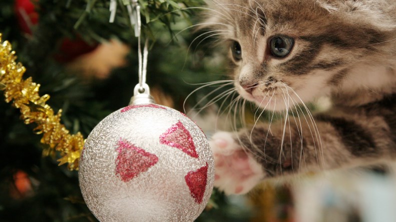 Γιατί οι γάτες λατρεύουν να καταστρέφουν τα χριστουγεννιάτικα δέντρα;