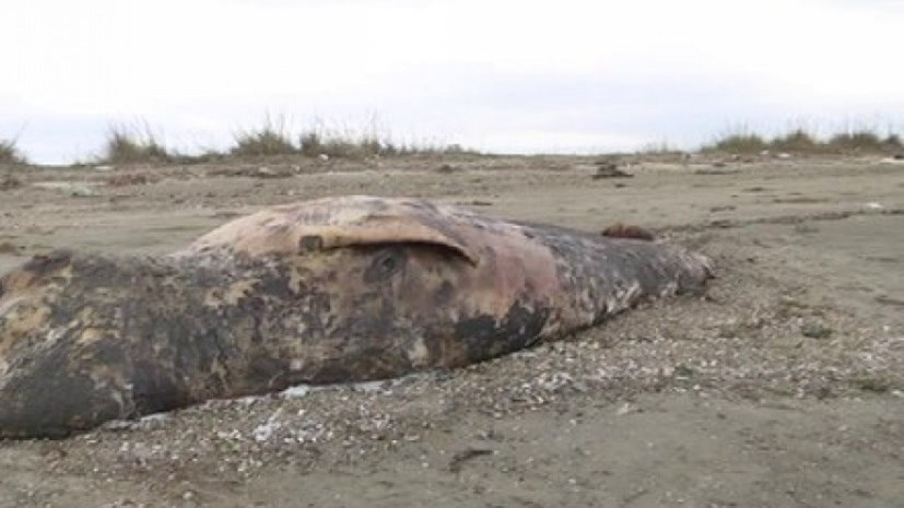 Φάλαινα έξι μέτρων ξεβράστηκε σε ακτή στην Αλεξανδρούπολη – ΒΙΝΤΕΟ
