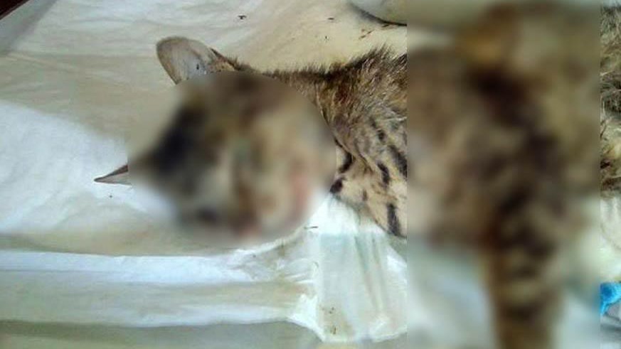 Φρίκη στην Αγία Παρασκευή: Σκότωσαν γάτα με αεροβόλο – ΦΩΤΟ