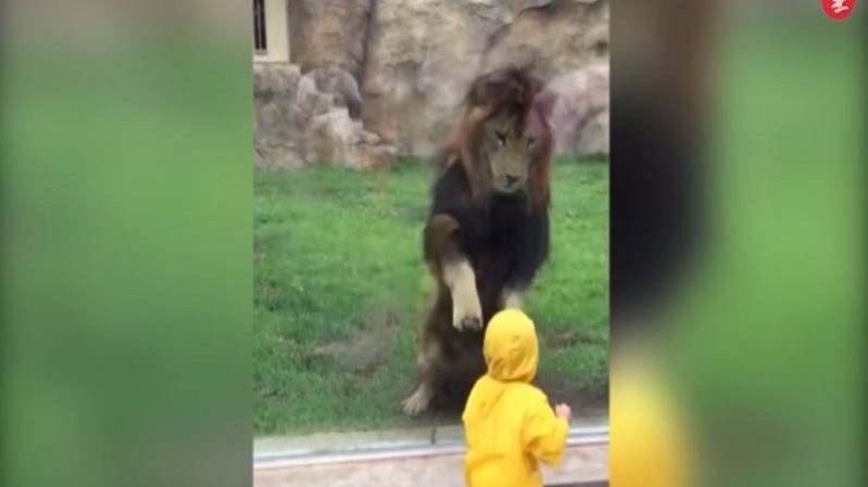 Η στιγμή που ένα αγοράκι δέχεται την επίθεση λιονταριού- ΒΙΝΤΕΟ