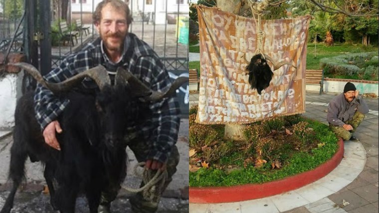 Έσφαξαν τον γνωστό τράγο της Λέσβου «Μήτρο» – Τι έκανε ο ιδιοκτήτης του – ΦΩΤΟ