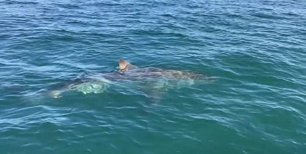 Ανατριχιαστικό τετ α τετ ψαράδων με καρχαρία – ΒΙΝΤΕΟ