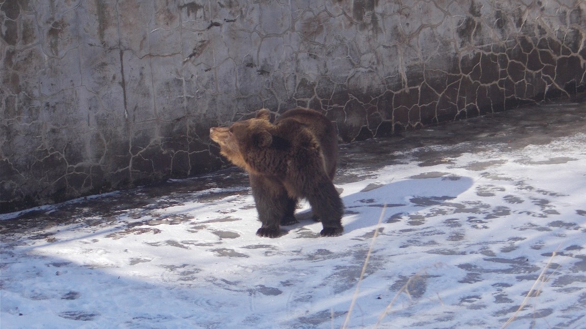 Αρκούδα εγκλωβίστηκε σε υδατοδεξαμενή στη Δράμα – Εντυπωσιακές εικόνες από τη διάσωσή της – ΒΙΝΤΕΟ – ΦΩΤΟ