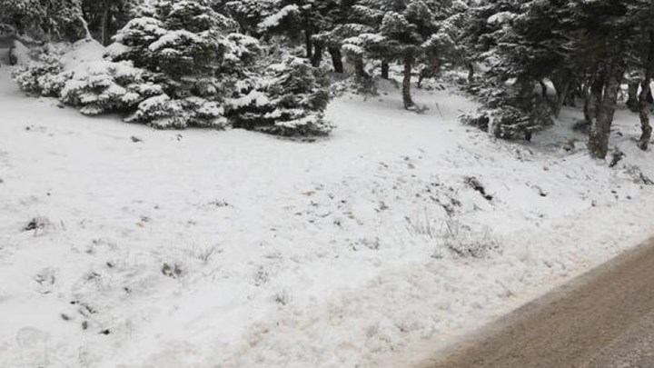 Ρωσίδα φοιτήτρια βγήκε  στα χιόνια για την…προστασία των δέντρων – ΦΩΤΟ – ΒΙΝΤΕΟ