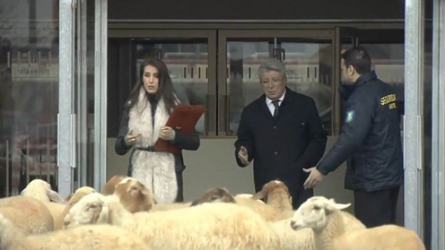 Η επική φάρσα στον πρόεδρο της Ατλέτικο: Γέμισαν με πρόβατα το νέο γήπεδο των Μαδριλένων – ΒΙΝΤΕΟ