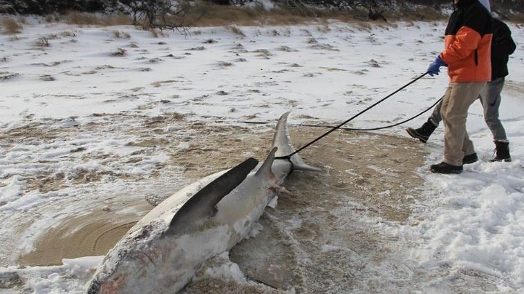 Πρωτοφανές – Πάγωσαν μέχρι θανάτου (κυριολεκτικά) και οι καρχαρίες στις ΗΠΑ – Συγκλονιστικές ΦΩΤΟ