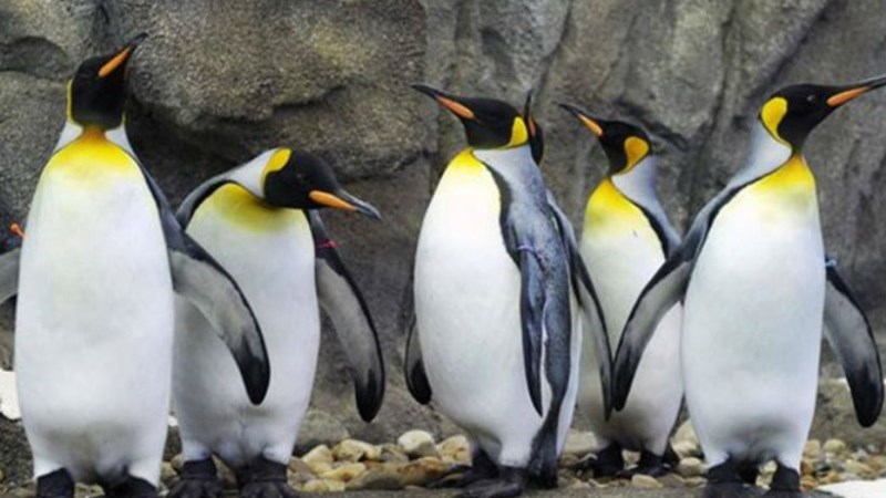 Ούτε οι βασιλικοί πιγκουίνοι άντεξαν το πολικό ψύχος του Καναδά και δεν έκαναν “ρεβεγιόν”