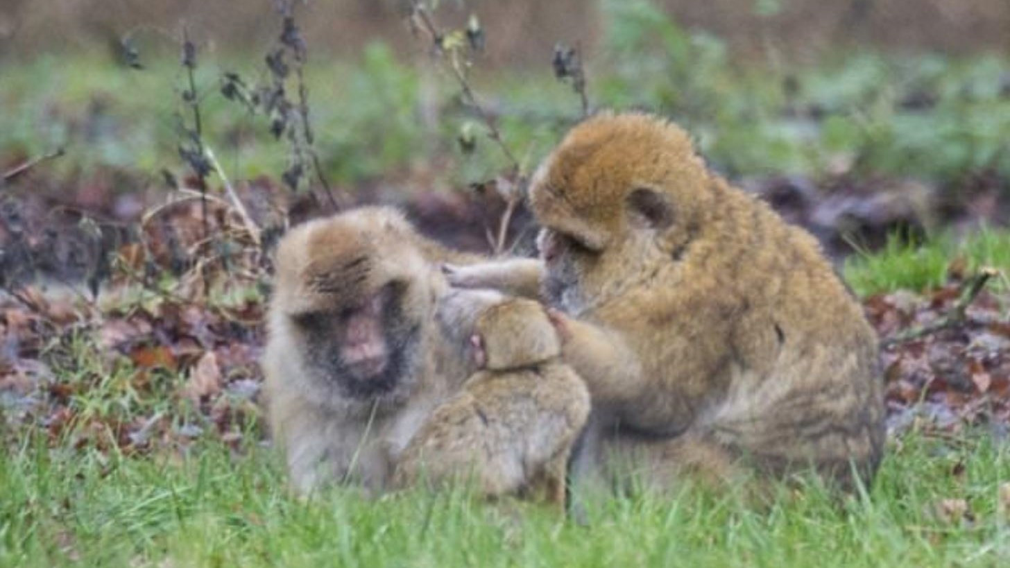Φρικτός θάνατος για 13 μαϊμούδες στην Αγγλία – ΦΩΤΟ