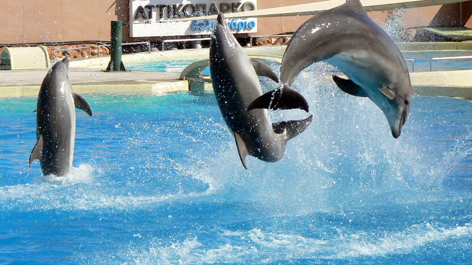 Μήνυση του Prowal κατά του Αττικού Πάρκου για εγκληματική συμπεριφορά στα δελφίνια