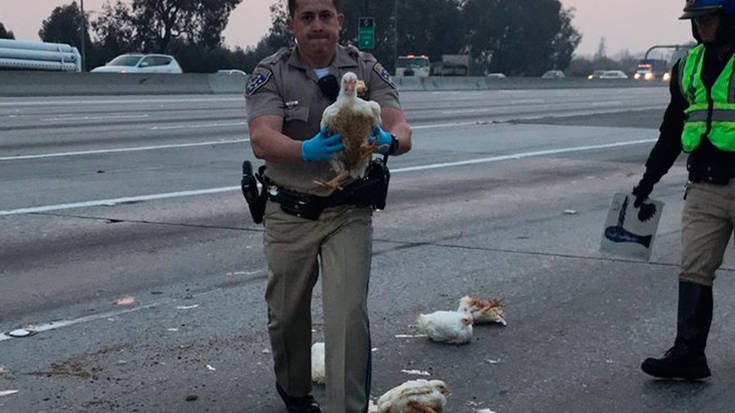 Της κακομοίρας! 20 κότες προκάλεσαν κυκλοφοριακή ασφυξία σε αυτοκινητόδρομο της Καλιφόρνιας ΦΩΤΟ ΚΑΙ ΒΙΝΤΕΟ