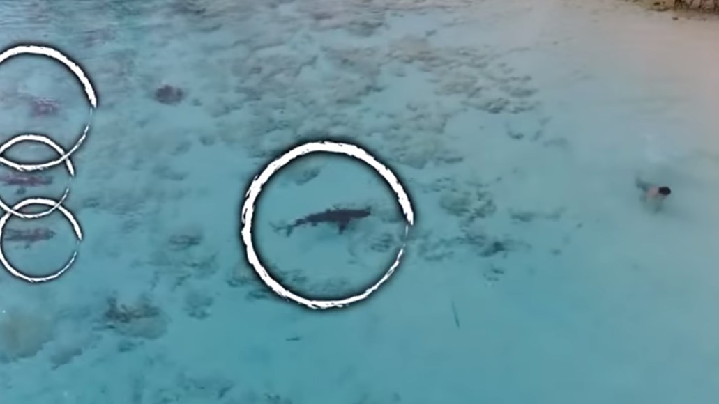 Τα καταγάλανα νερά, τα σαγόνια του καρχαρία και το…drone – To “θαύμα” σε BINTEO