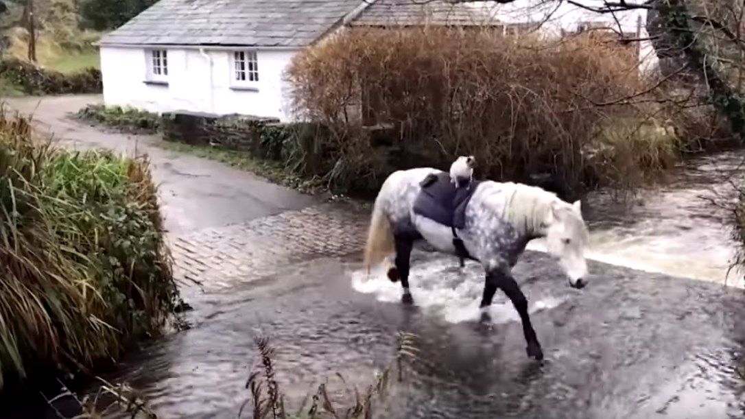 Η γάτα που λατρεύει… την ιππασία – ΒΙΝΤΕΟ
