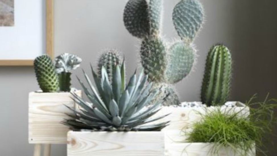 Αυτά είναι τα 8 πιο γρουσούζικα πράγματα που έχετε στο σπίτι σας