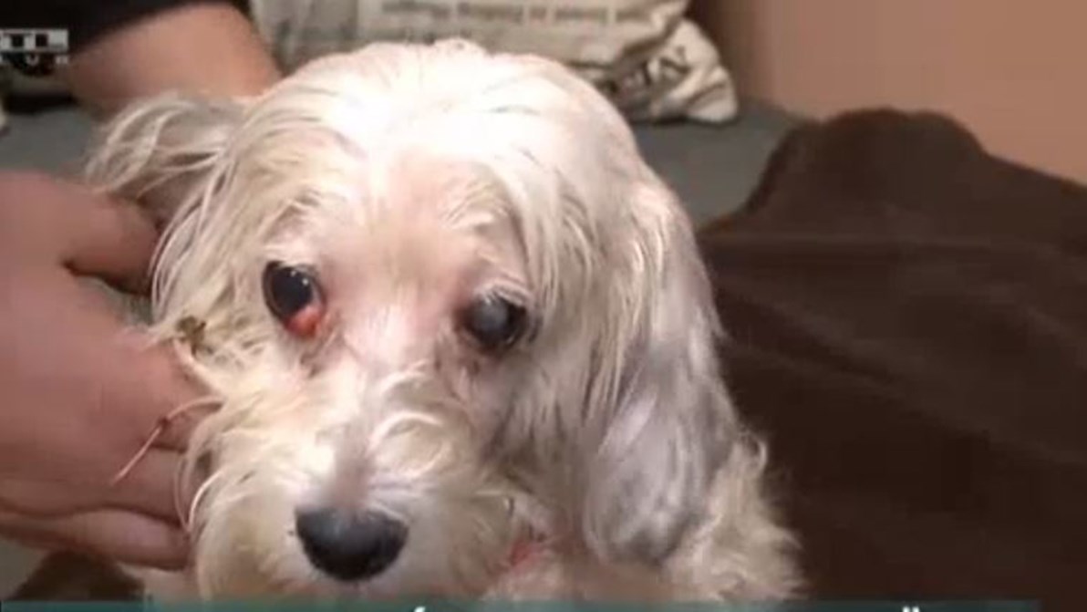 Θα δακρύσετε – Αυτή η σκυλίτσα ήταν επί δύο εβδομάδες δίπλα στην νεκρή αφεντικίνα της – ΒΙΝΤΕΟ