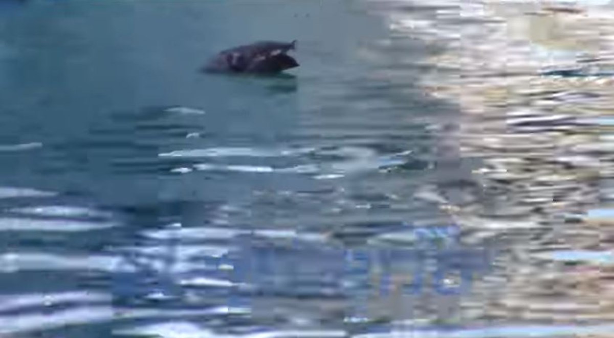Τραγελαφικό στιγμιότυπο στην Καλαμάτα κατά τα Θεοφάνεια – Πέταξαν στο νερό…νεκρό περιστέρι – ΒΙΝΤΕΟ