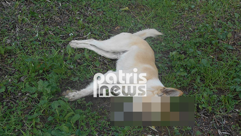 Φρίκη στην Αμαλιάδα- Νεκρά σκυλιά στον δρόμο- ΦΩΤΟ