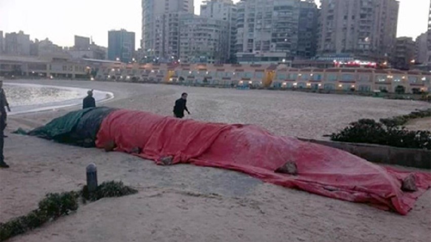 Σπάνια φάλαινα 12 μέτρων βρέθηκε στην Αίγυπτο- ΒΙΝΤΕΟ