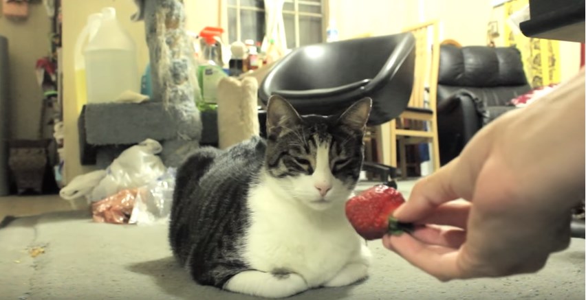 Η επική αντίδραση της γάτας που… μισεί τις φράουλες – ΒΙΝΤΕΟ