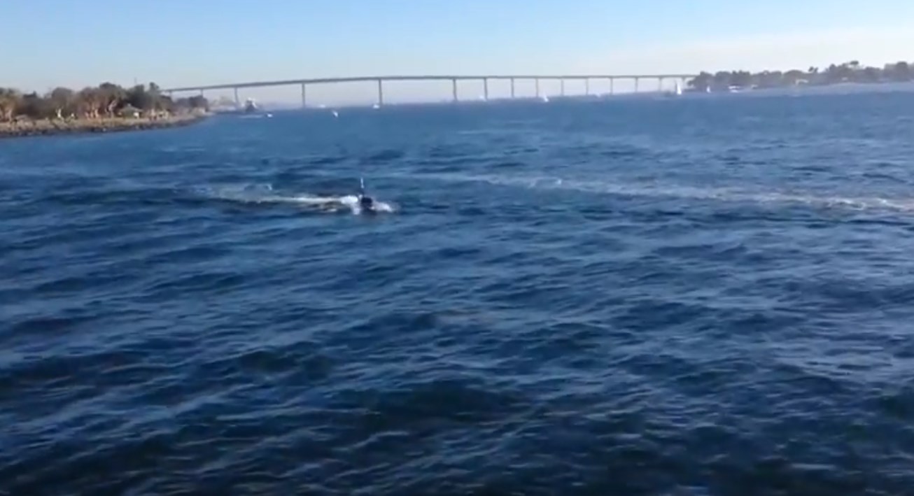 Δείτε το σκάφος που μοιάζει με… καρχαρία- ΒΙΝΤΕΟ