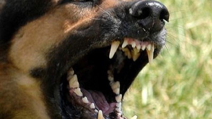 Γυναίκα δέχτηκε επίθεση από σκυλιά, όταν κατέβηκε για να πετάξει τα σκουπίδια