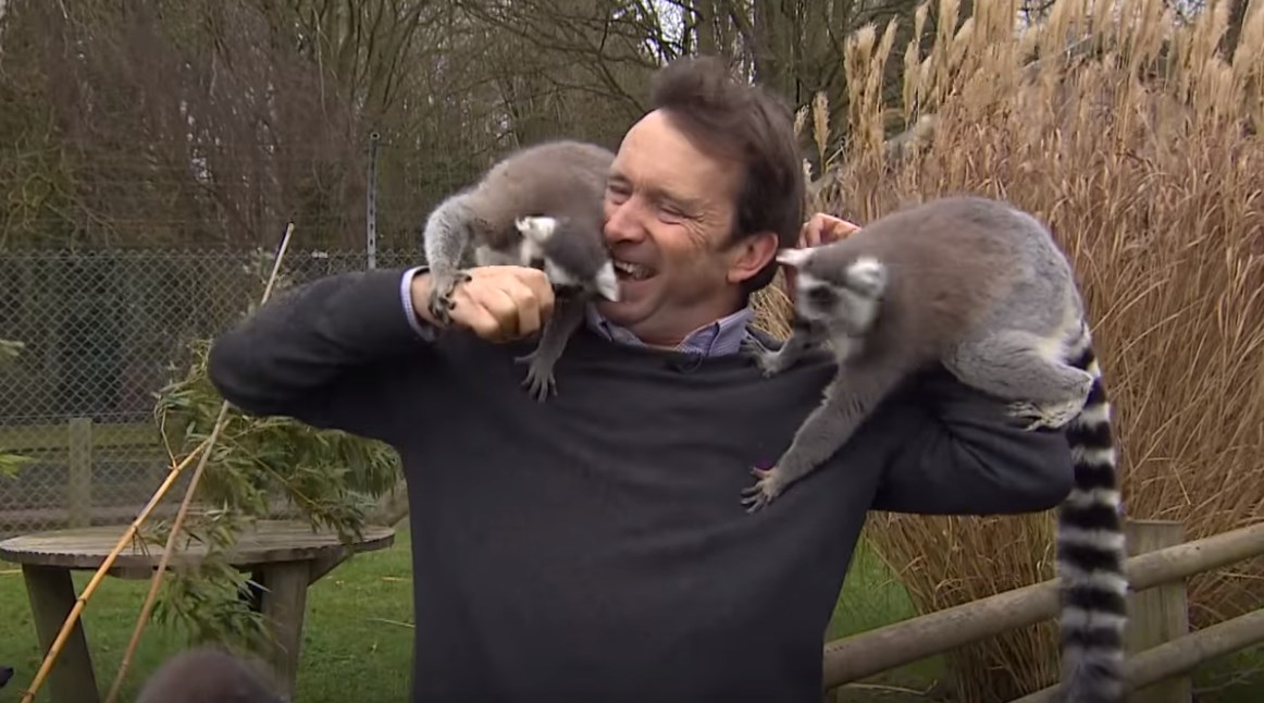 Ξεκαρδιστικό βίντεο: Λεμούριοι επιτέθηκαν σε ρεπόρτερ… on air