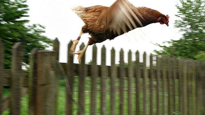 Γιατί δεν μπορούν να πετάξουν οι κότες;