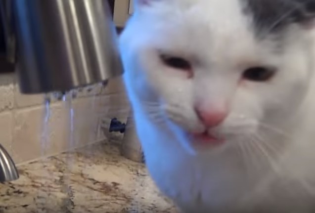 Απίθανη γάτα: “Παρακαλώ μπορώ να έχω μια πετσέτα γιατί βράχηκα;” – ΒΙΝΤΕΟ