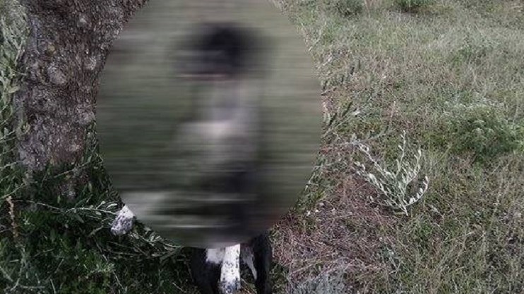 Κάρπαθος: Σκύλος βρέθηκε κρεμασμένος σε ελιά- Καταγγελίες και για άλλα περιστατικά κακοποίησης ζώων στο νησί- ΦΩΤΟ