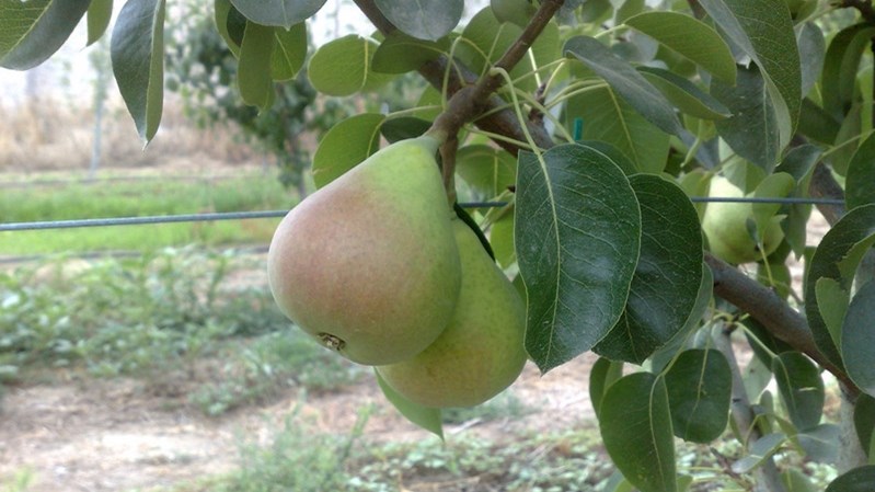 Ξερίζωσαν και έκλεψαν 4.000 καρυδιές και αχλαδιές, κάτω από τη “μύτη” του ιδιοκτήτη